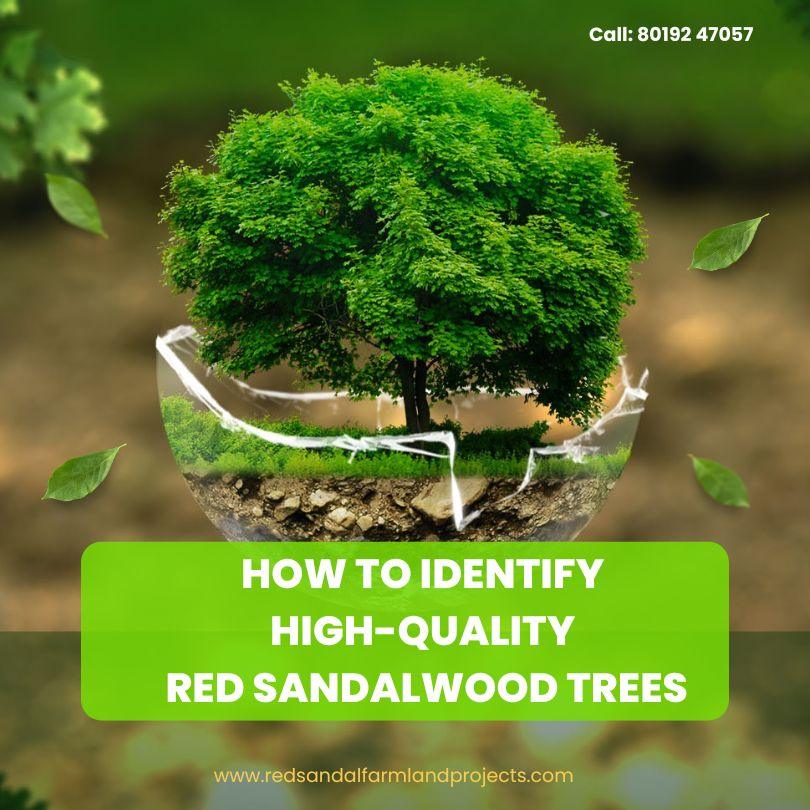 How to Identify High-Quality Red Sandalwood Trees