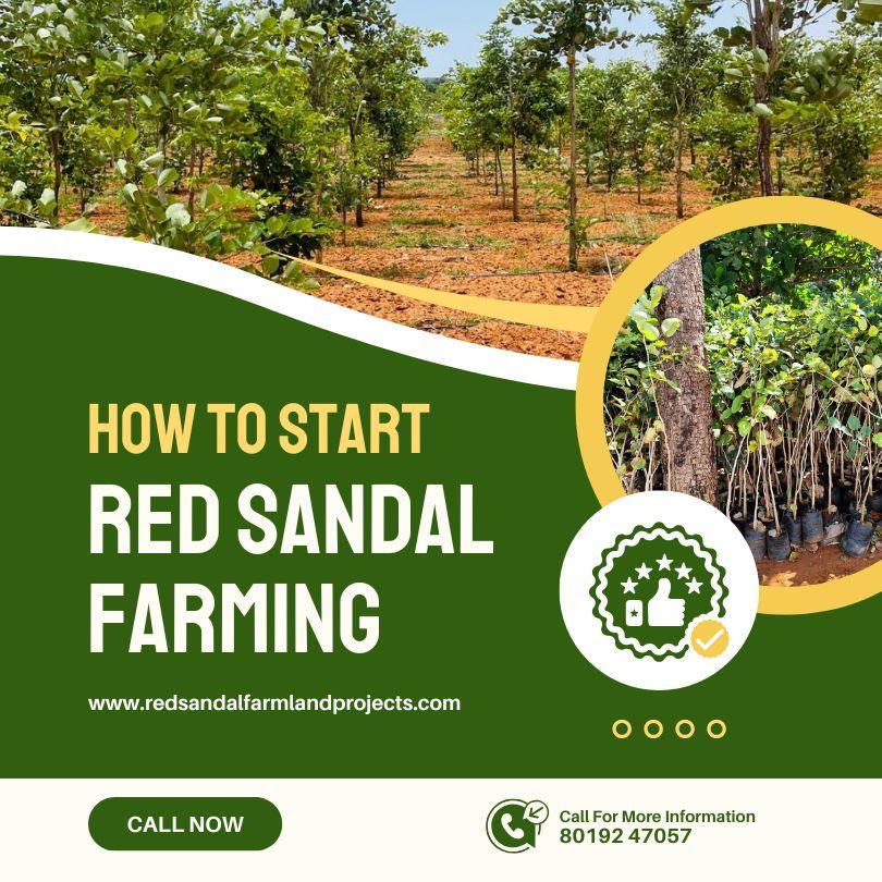 How to Start Red Sandalwood Farming in Andhra Pradesh