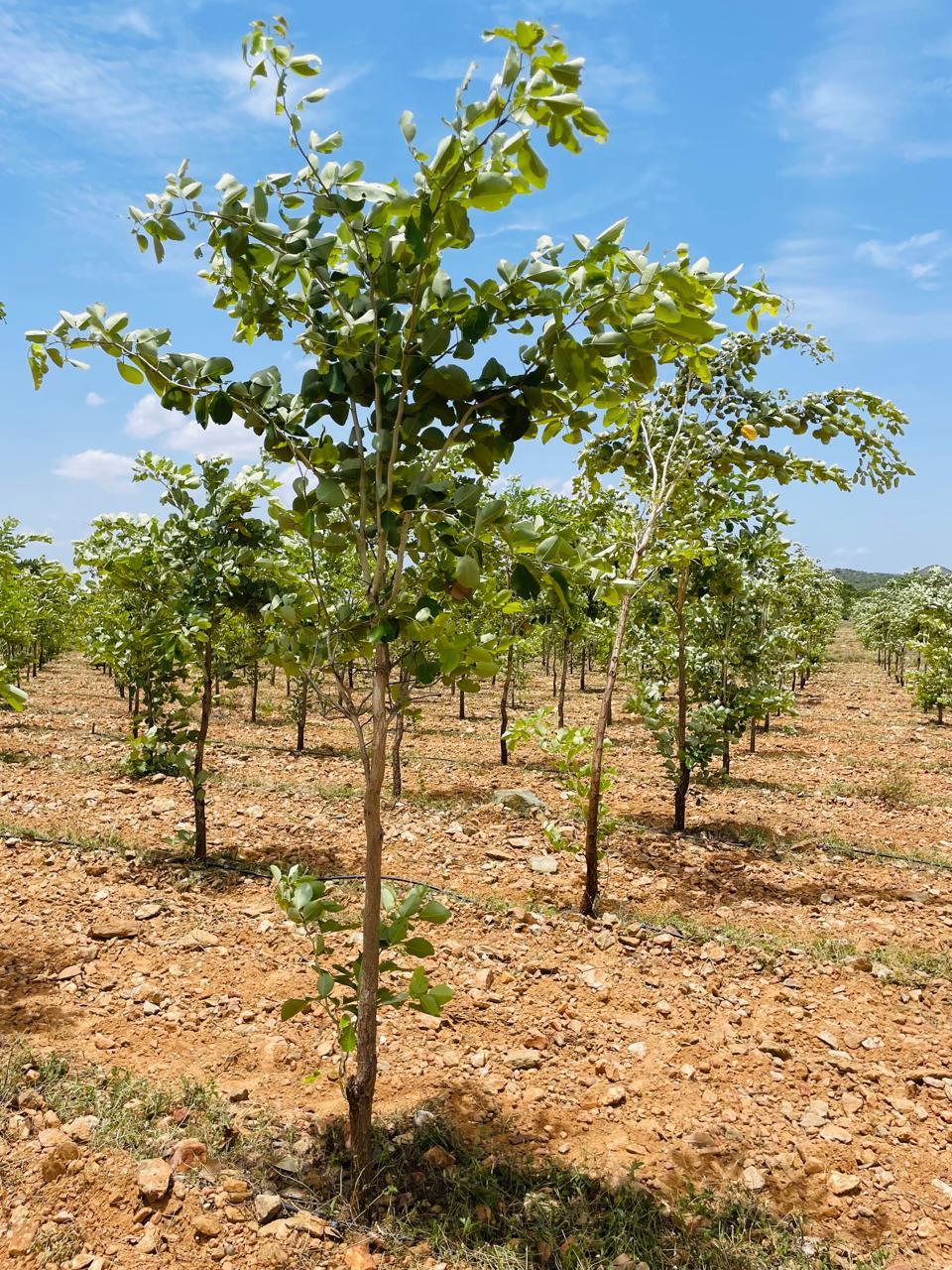 Red Sandal Farm Land Proejct Amenities